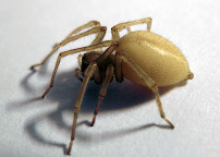 Gallery image 2 — cockroach extermination San Antonio