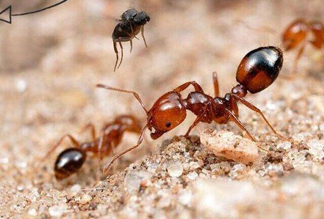 Gallery image 3 — pest control San Antonio