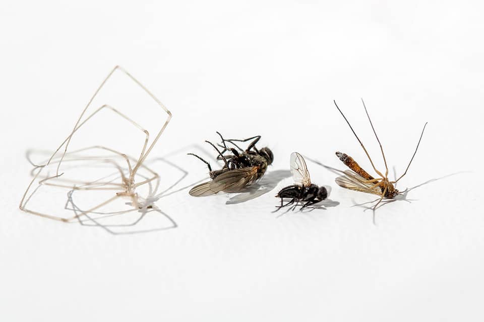 Gallery image 5 — pest control San Antonio