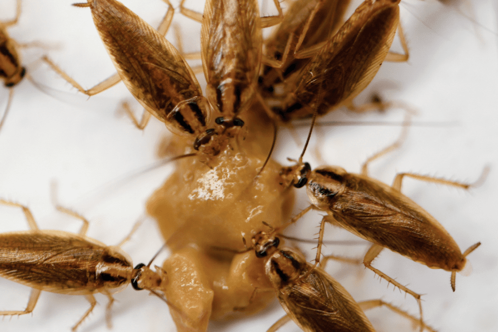 Gallery image 2 — pest control San Antonio