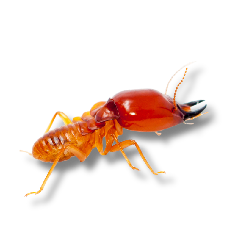 Gallery image 3 — local exterminator Canyon Lake