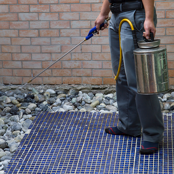 best pest control San Antonio