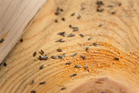 Gallery image 4 — commercial pest control San Antonio