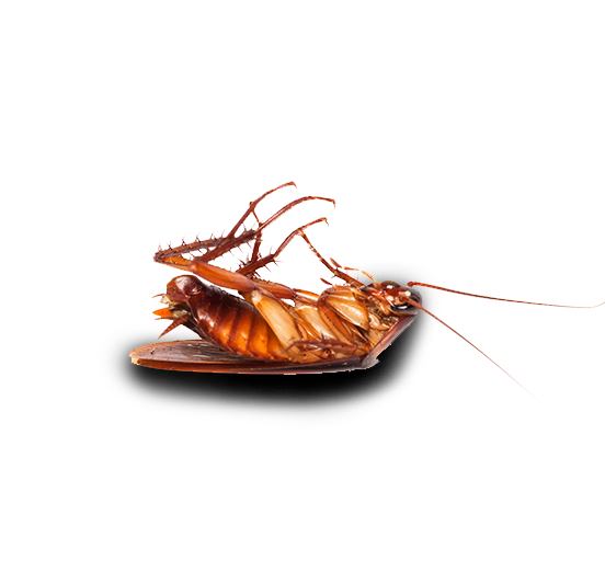 Gallery image 3 — commercial pest control San Antonio