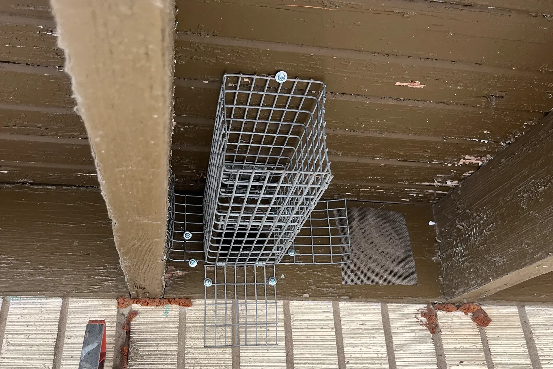 About commercial wildlife removal in Houston, TX