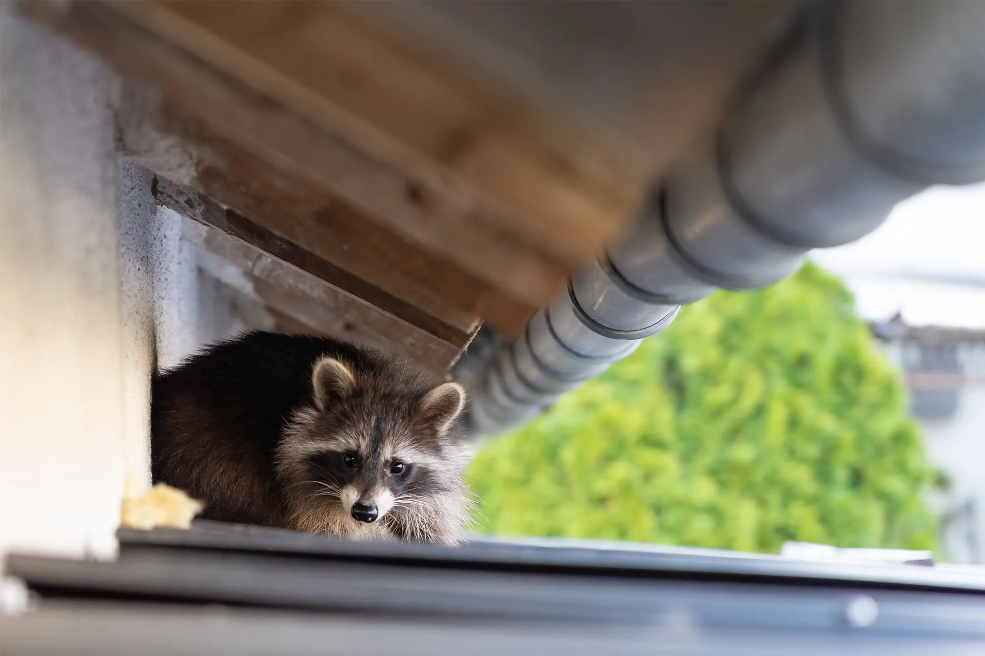commercial wildlife removal in Houston, TX