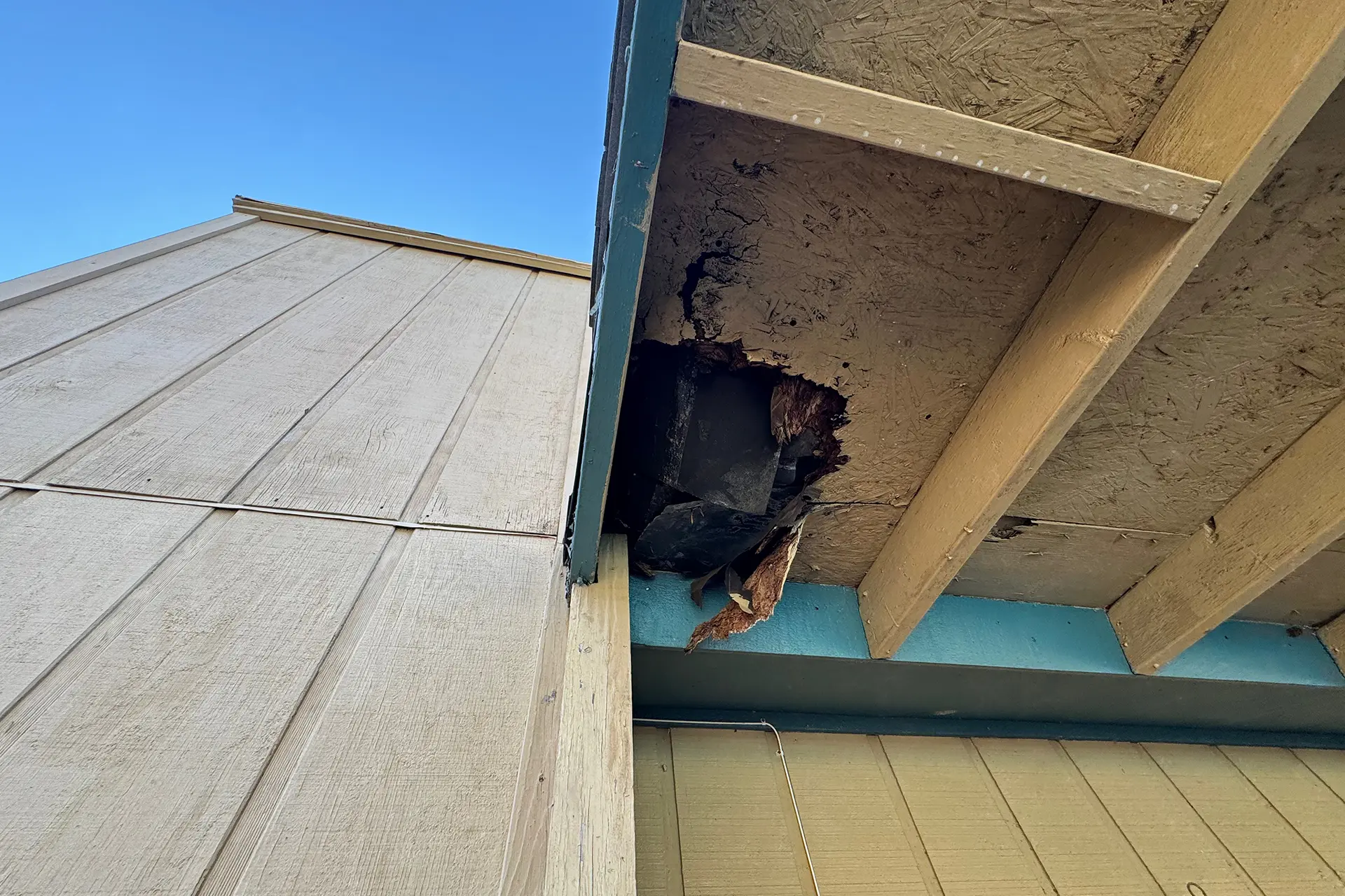 Gallery image 2 — commercial wildlife removal in Houston, TX