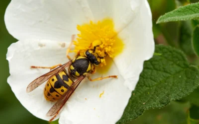 Gallery image 6 — mosquito control San Antonio