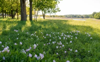 Gallery image 4 — mosquito control San Antonio