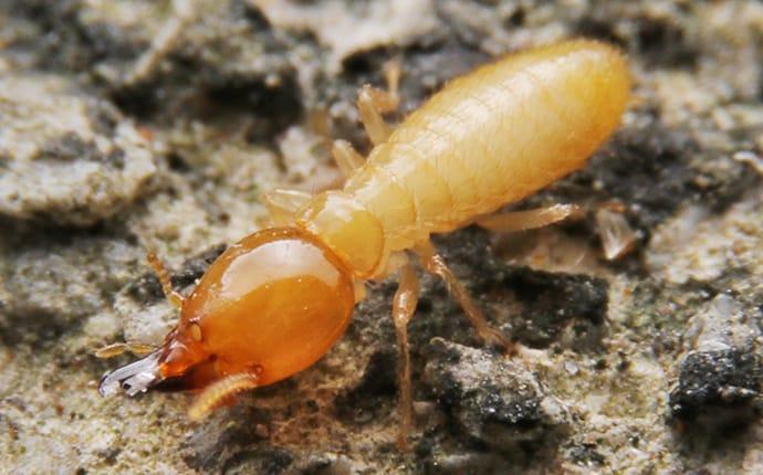 Gallery image 1 — mosquito control San Antonio