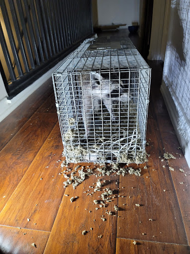 bee removal San Antonio