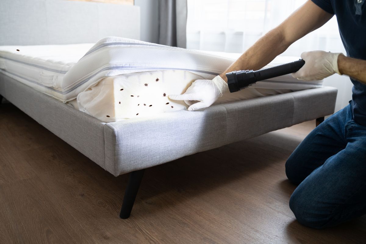 Gallery image 6 — mosquito control San Antonio