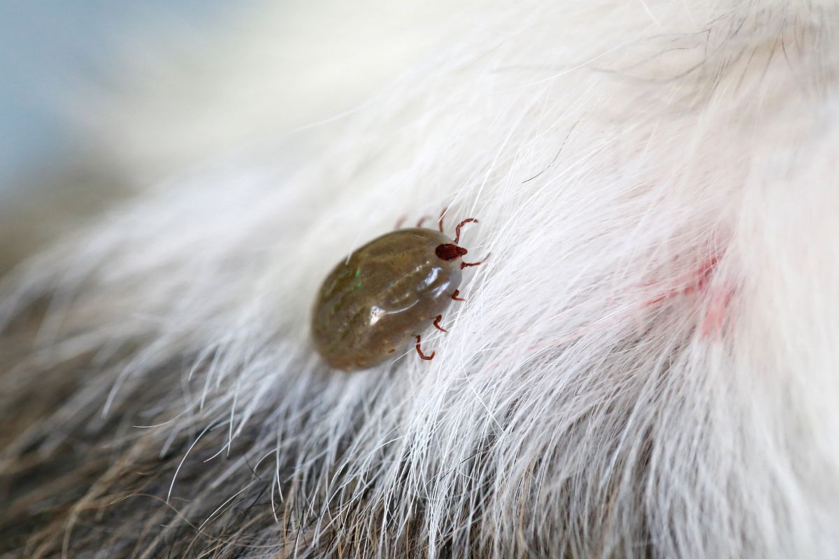 Gallery image 8 — mosquito control San Antonio