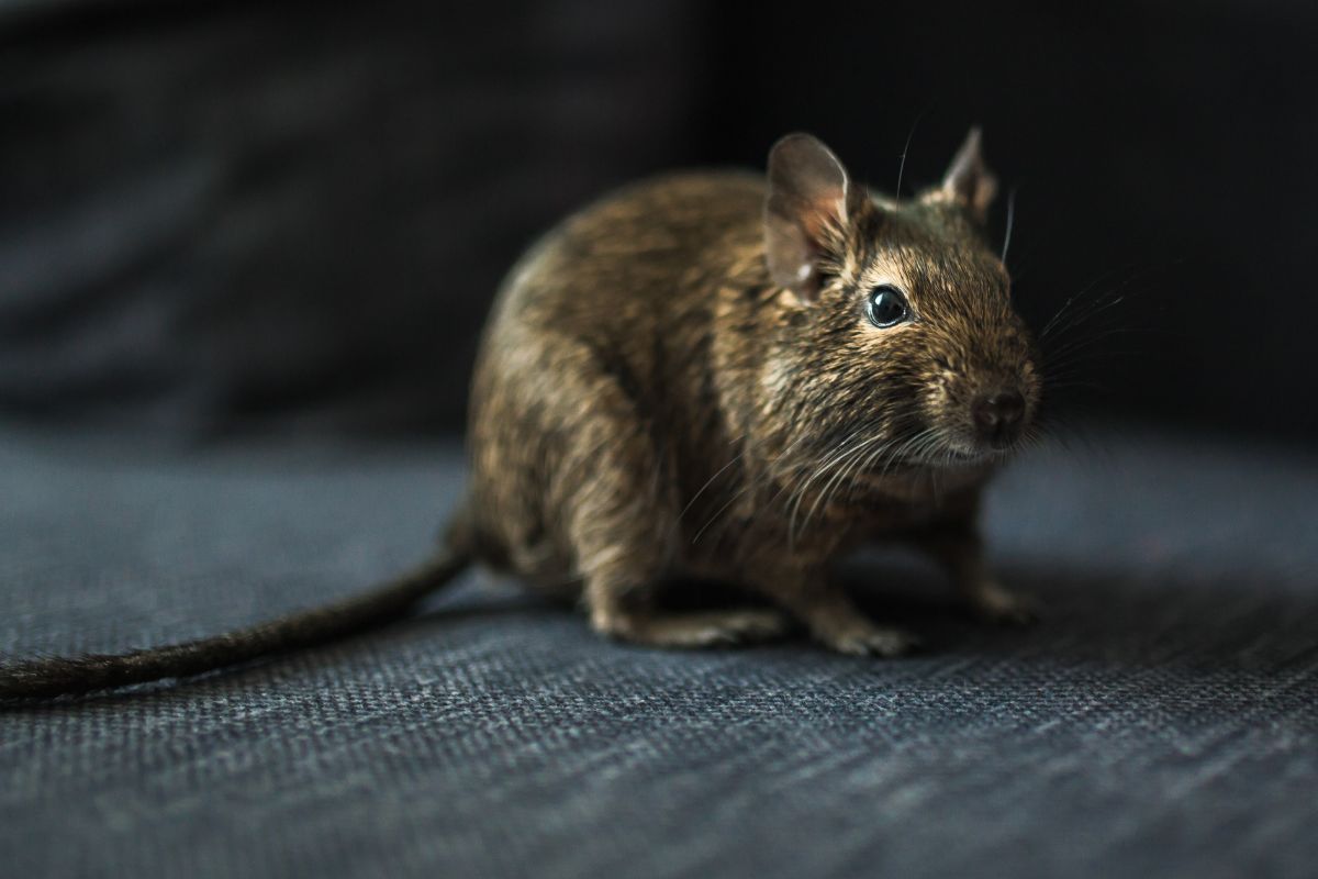 Gallery image 12 — mosquito control San Antonio