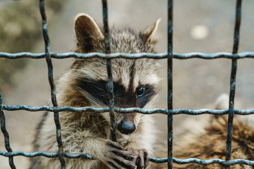 Gallery image 11 — mosquito control San Antonio