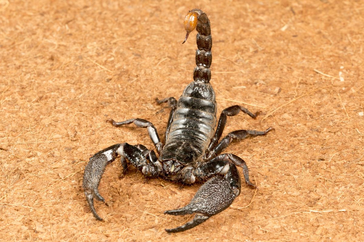 Gallery image 3 — mosquito control San Antonio