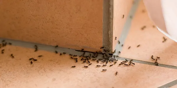 Gallery image 2 — ant exterminator San Antonio