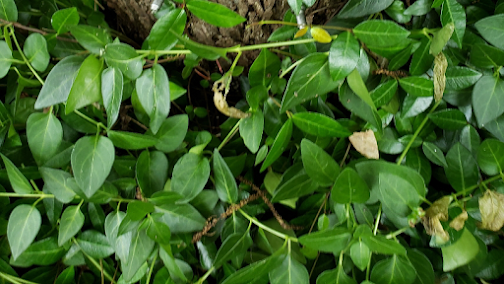 Gallery image 4 — affordable chimney cleaning Fort Worth