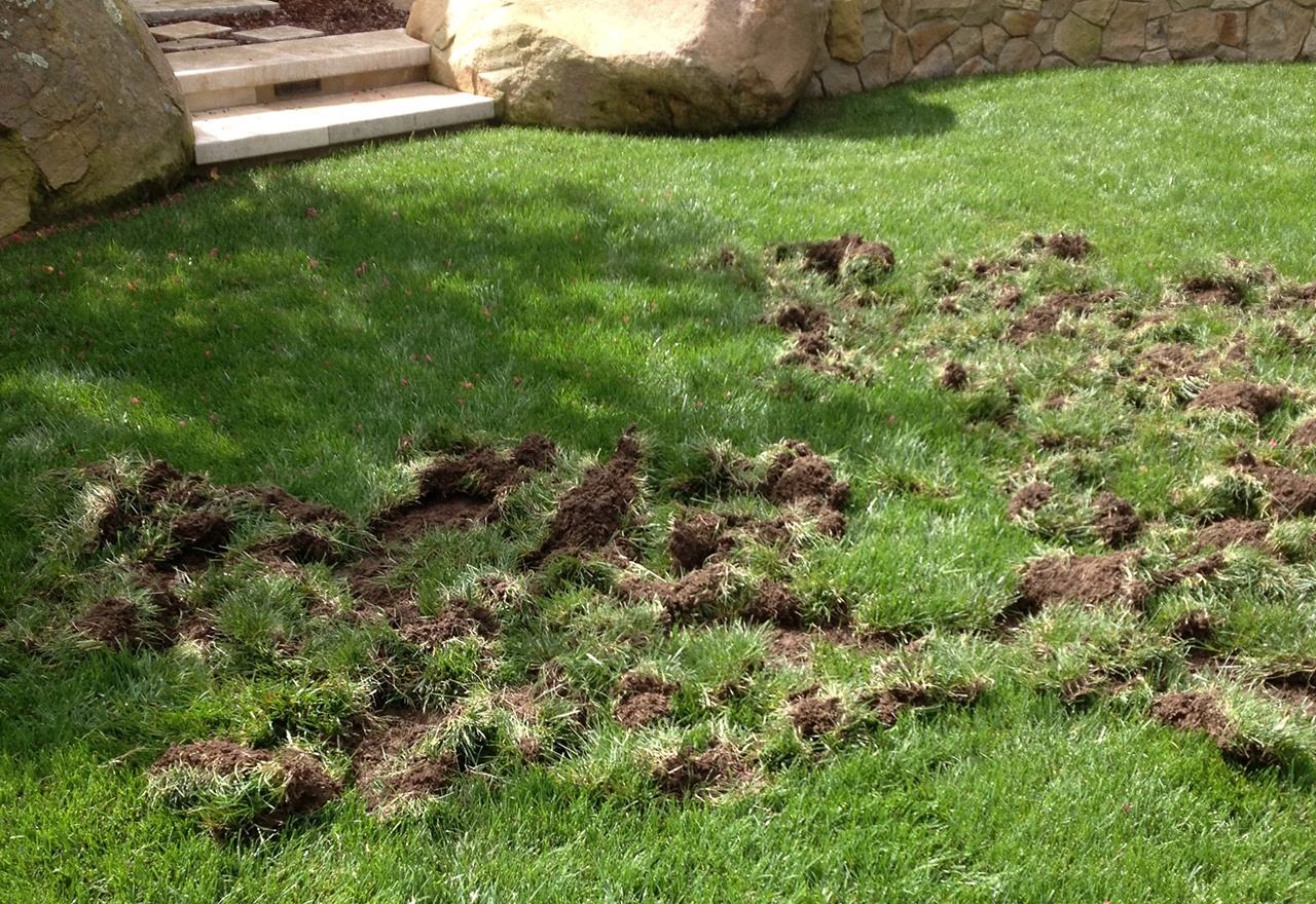 Gallery image 1 — lawn care service in Chicago