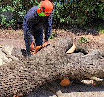 Gallery image 8 — spring clean up service Austin