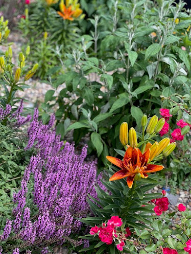 Gallery image 6 — front lawn conversion near me