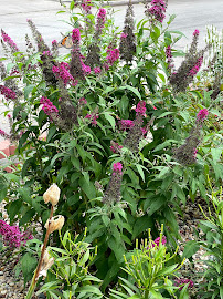 Gallery image 2 — filtered watering service for gardens near me