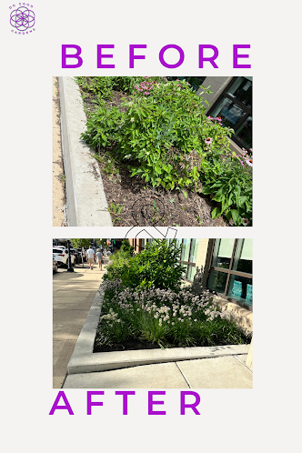 Gallery image 5 — front lawn conversion near me