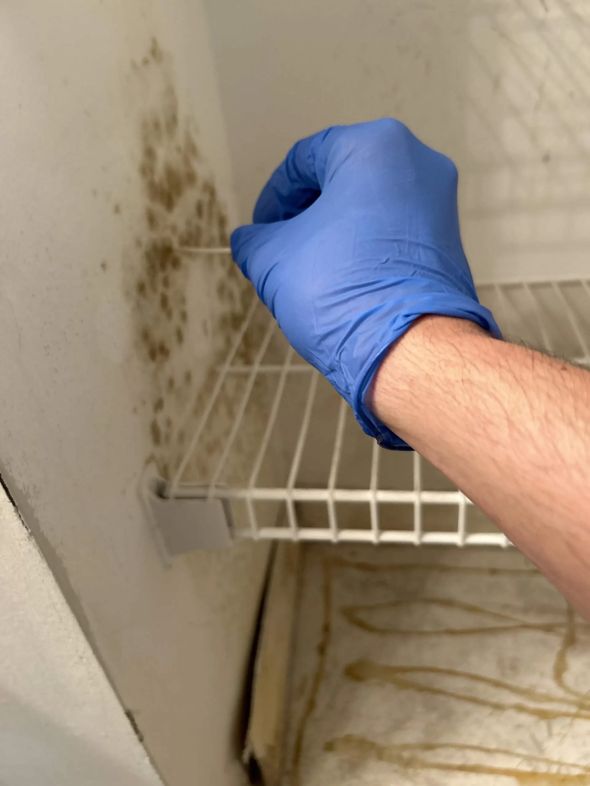 certified mold inspector Miami