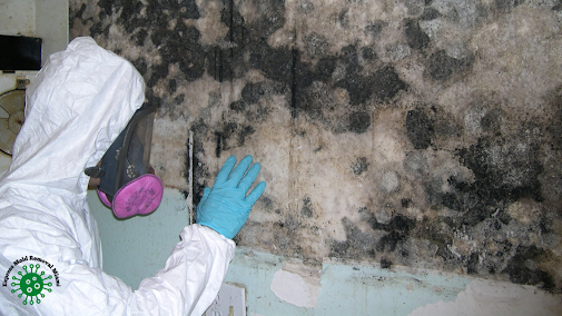 Gallery image 7 — best mold removal Miami