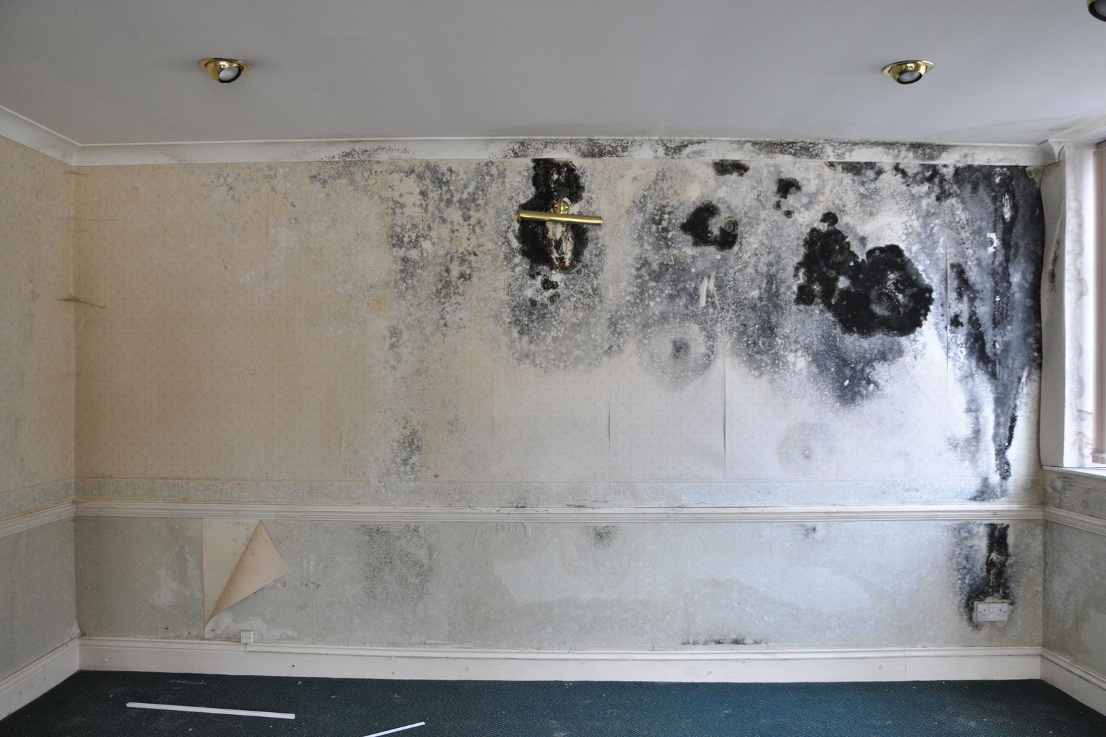 wood mold removal in Miami