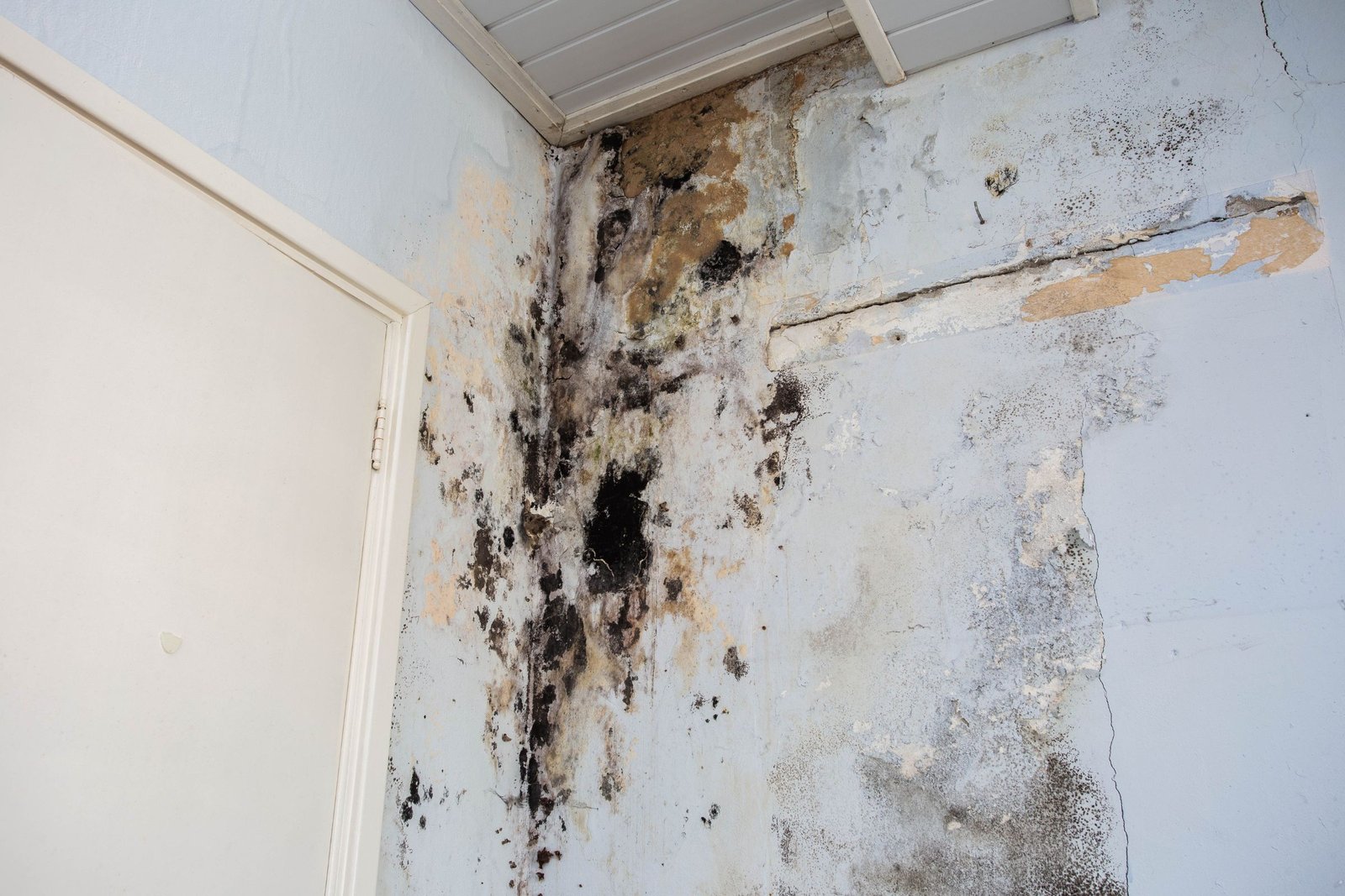 Gallery image 2 — wood mold removal in Miami