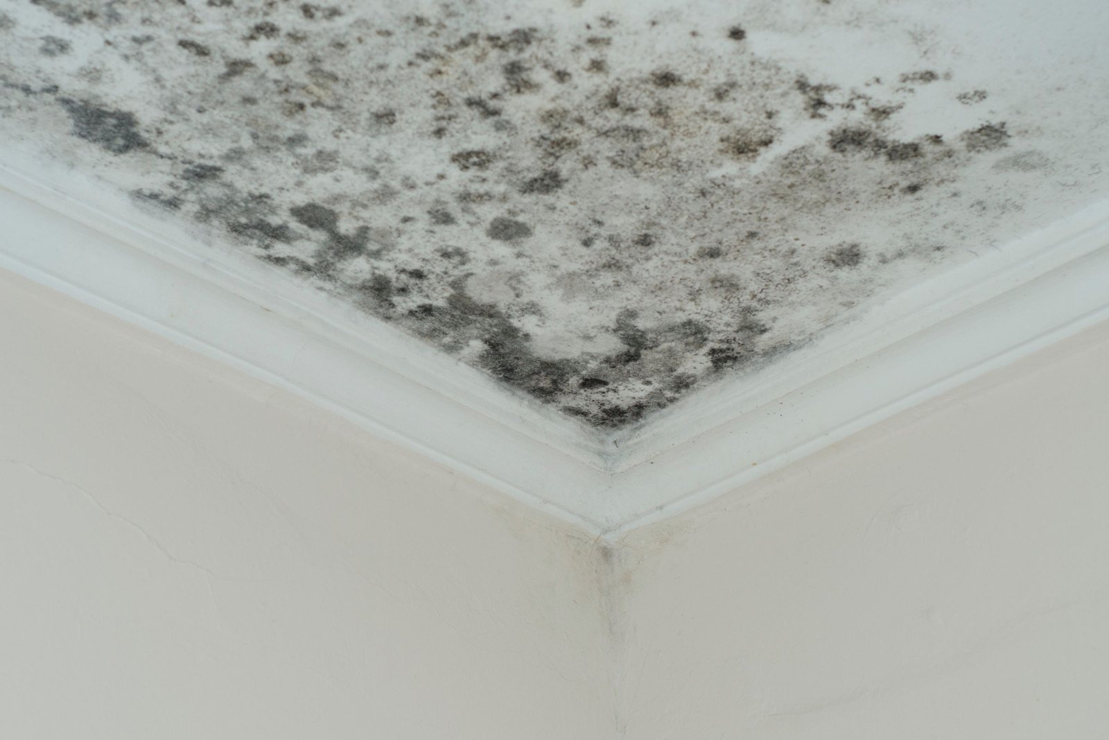affordable mold removal services in Miami