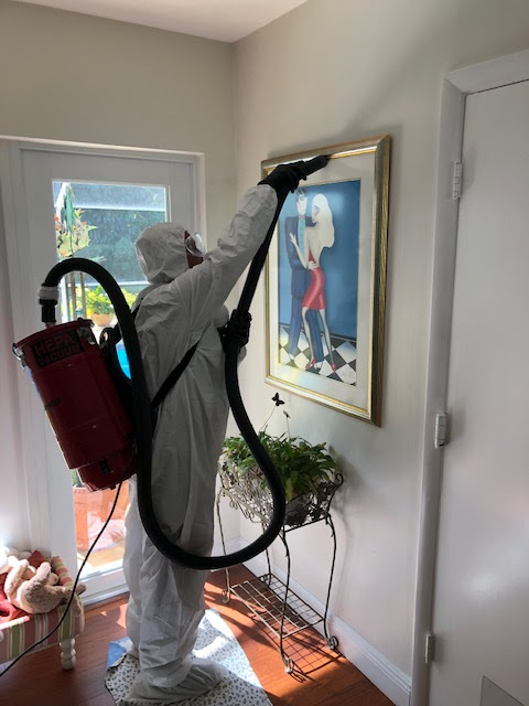 black mold removal Miami