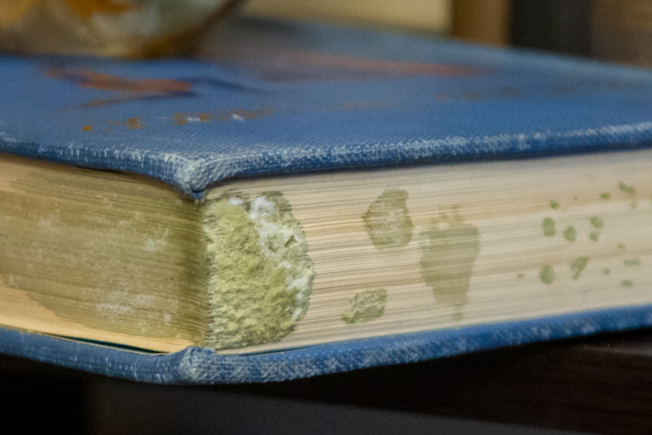 mold remediation Miami Beach