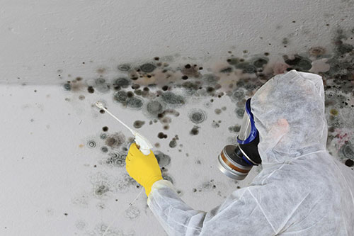 mold remediation Miami Beach