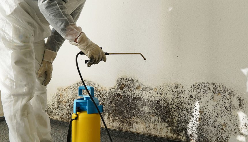 Gallery image 2 — black mold removal Miami