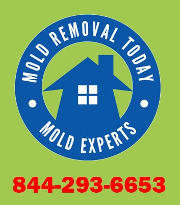 About black mold removal Miami