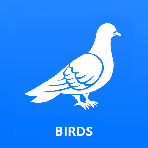 Gallery image 3 — termite control Phoenix