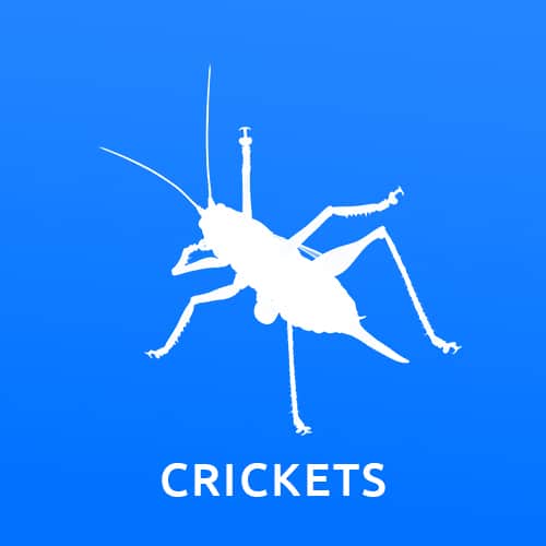 Gallery image 14 — termite control Phoenix