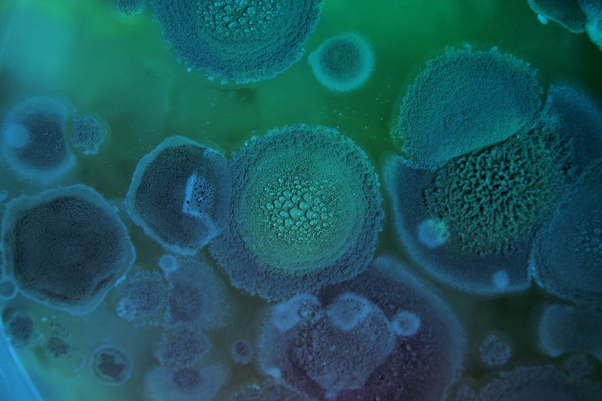 affordable mold remediation Miami-Dade County FL