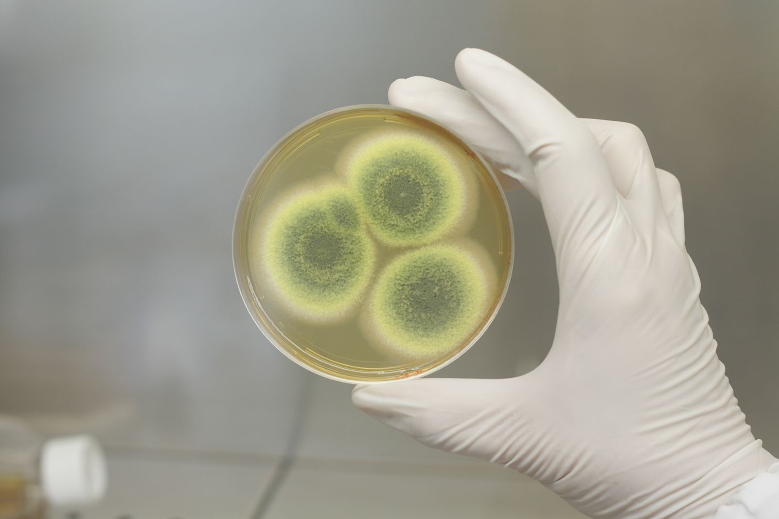 Gallery image 3 — home mold inspection Miami-Dade County FL