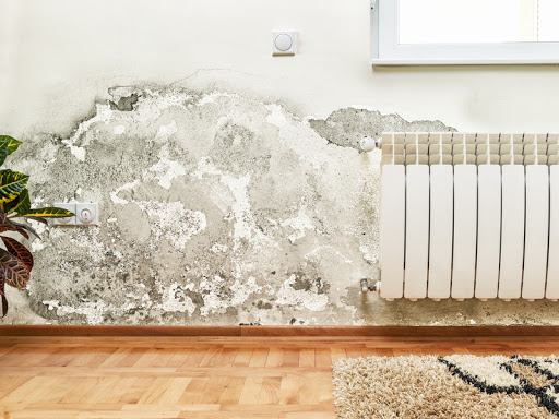 mold remediation services Miami