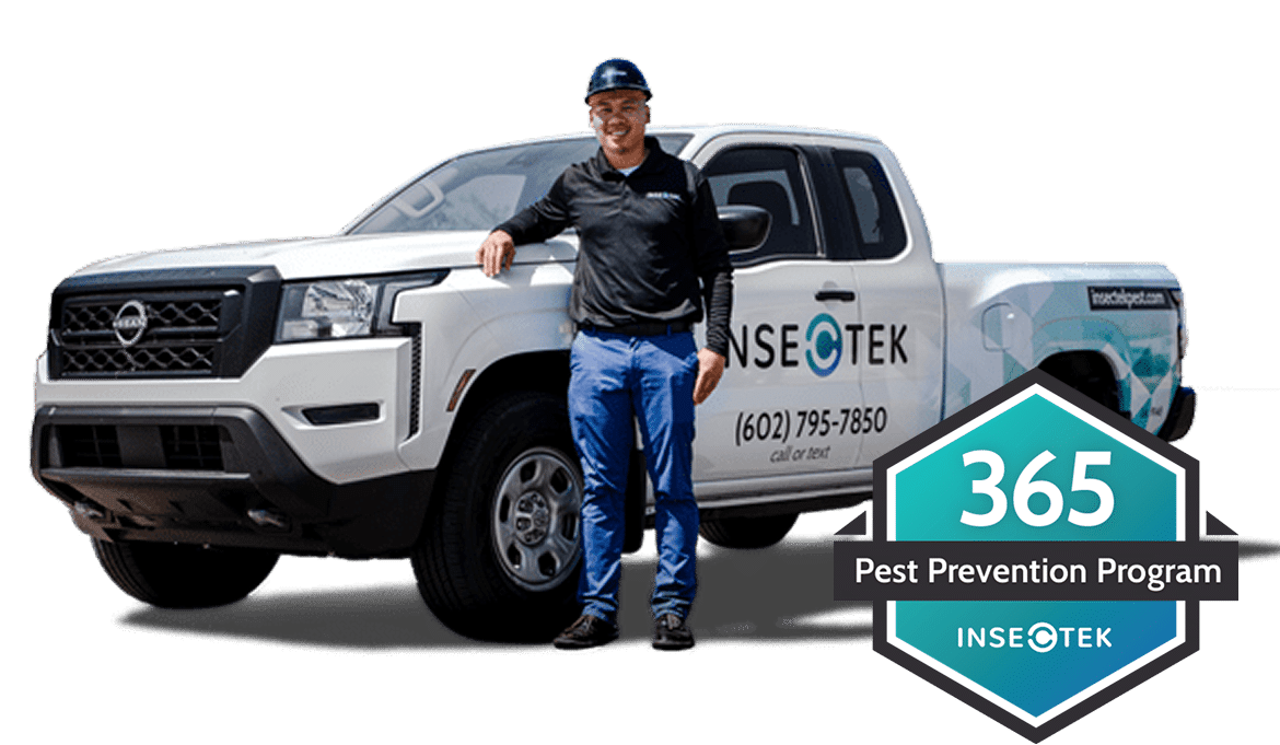 spider pest control Phoenix