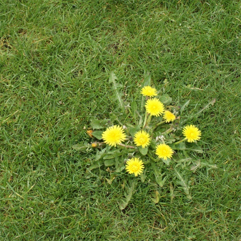 Gallery image 8 — residential pest control Phoenix