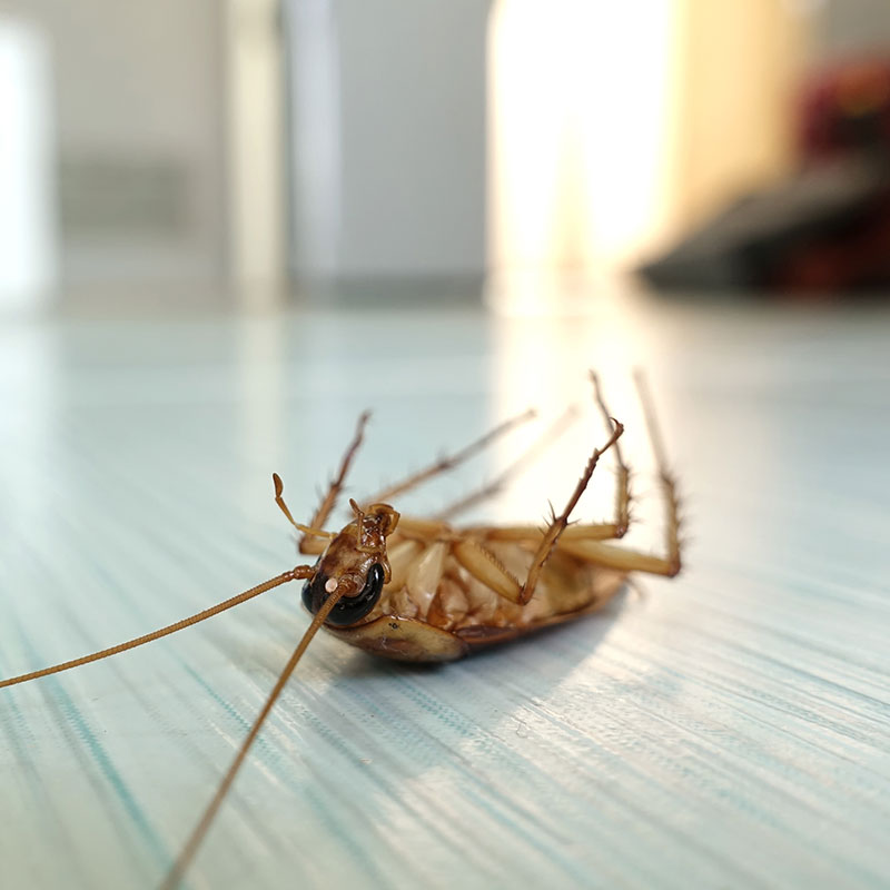 Gallery image 7 — residential pest control Phoenix