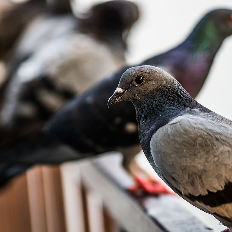 Gallery image 10 — residential pest control Phoenix