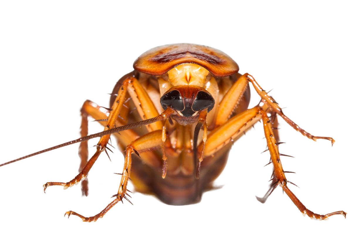 Gallery image 3 — scorpion control Phoenix