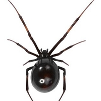 Gallery image 7 — scorpion control Phoenix