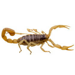 Gallery image 1 — scorpion control Phoenix