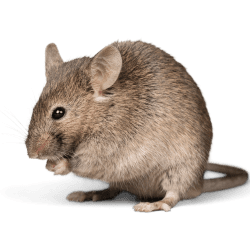 Gallery image 5 — scorpion control Phoenix